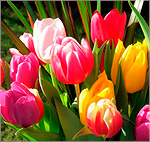 Милые дамы! - БАНК «ТРАСТ»