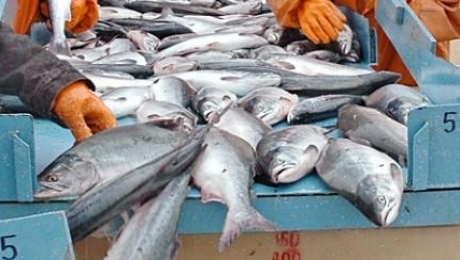 Россельхознадзор не пропустил в Казахстан 210 тонн норвежской рыбы - «Финансы»