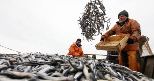 Факт дня: Казахстан закупает рыбу в Норвегии, Исландии и даже Марокко - «Финансы»