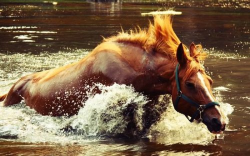 В ЮКО лошадям вживят GPS-датчики от конокрадов — по 40 тысяч тенге каждый - «Финансы»