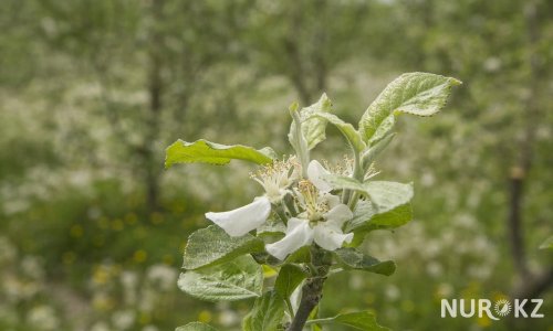 Как в Казахстане возрождают яблоневые сады - «Финансы»