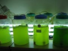 Создан фотоэлемент из водорослей, который работает даже ночью - «Новости Банков»