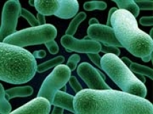 Разработан надежный биоцемент из бактерий - «Новости Банков»