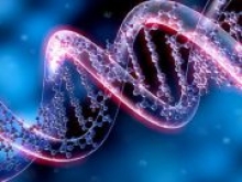 В клетках человека нашли необычные структуры ДНК - «Новости Банков»