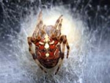 Американские ученые работают над разработкой жуков-шпионов - «Новости Банков»