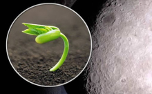 На Луне взошло первое в истории растение - «Финансы и Банки»