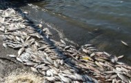 Ущерб от гибели рыбы на реке Урал составил 430 млн тенге - «Экономика»