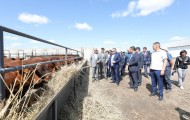 В Актюбинской области намерены активно развивать животноводство - «Экономика»
