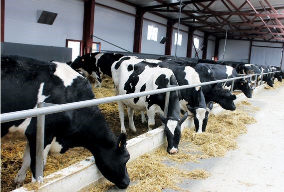 Была бы коровушка, будет и молочко: почему в основе успеха фермера всегда лежит самоотверженный труд - «Новости Банков»
