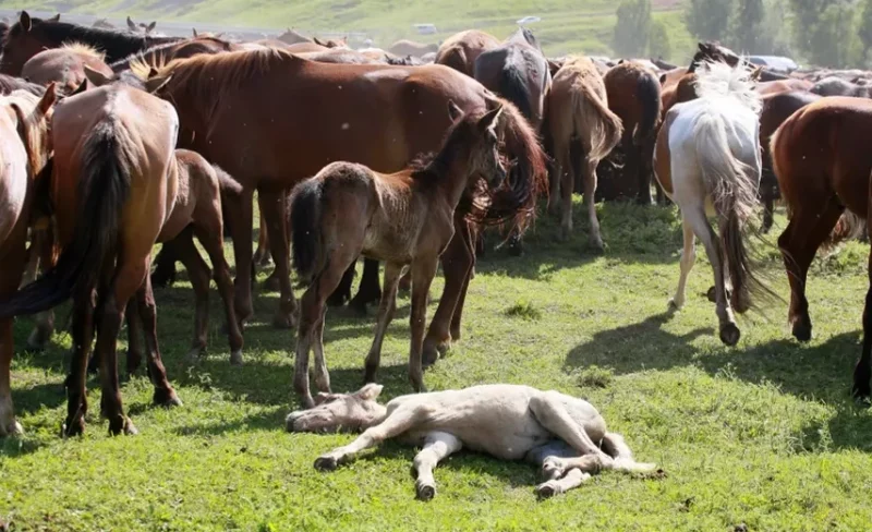 В РК будут субсидировать развитие казахской породы лошадей спортивного направления - «Экономика»